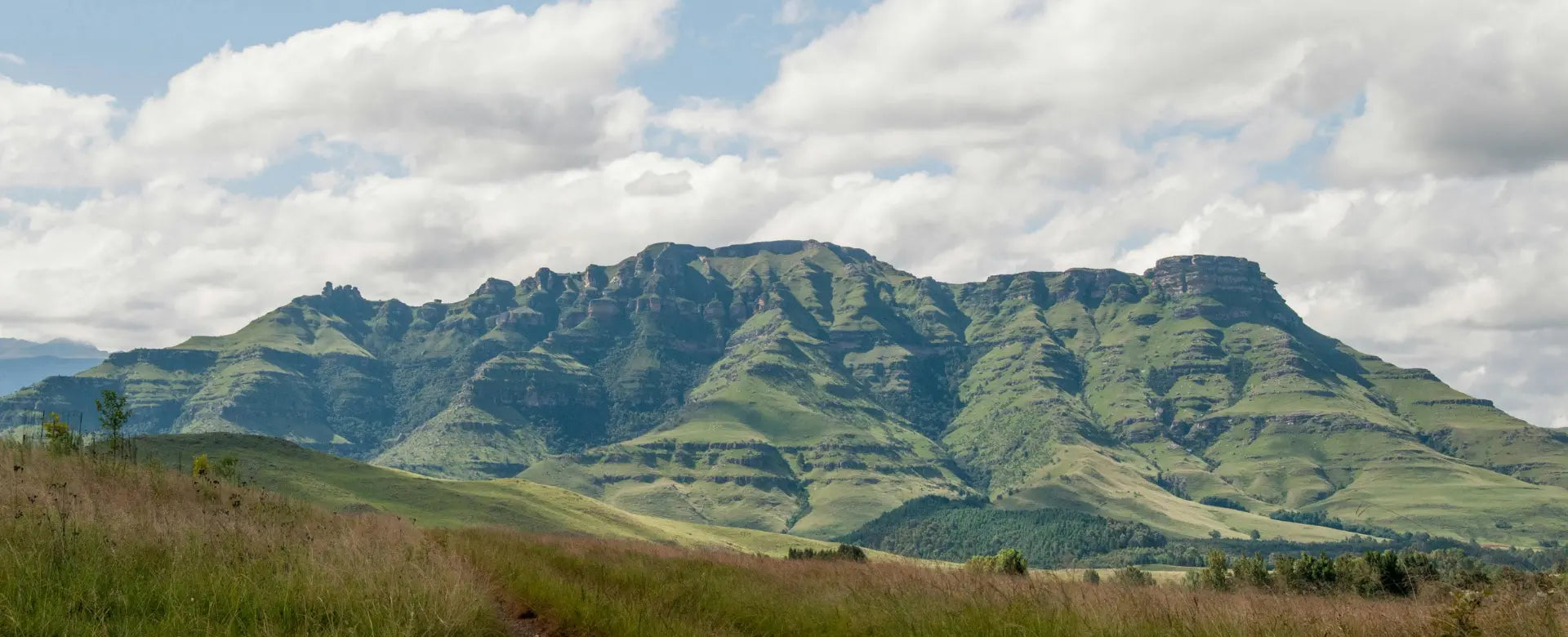 Zuid-Afrikaanse wijnen